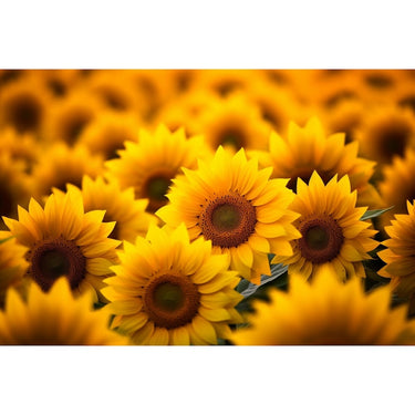 canvas with Sunflowers